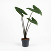 Alocasia Polly 12 cms pots - 25 cms height
