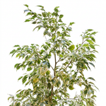 Ficus Benjamina Starlight-35 cms