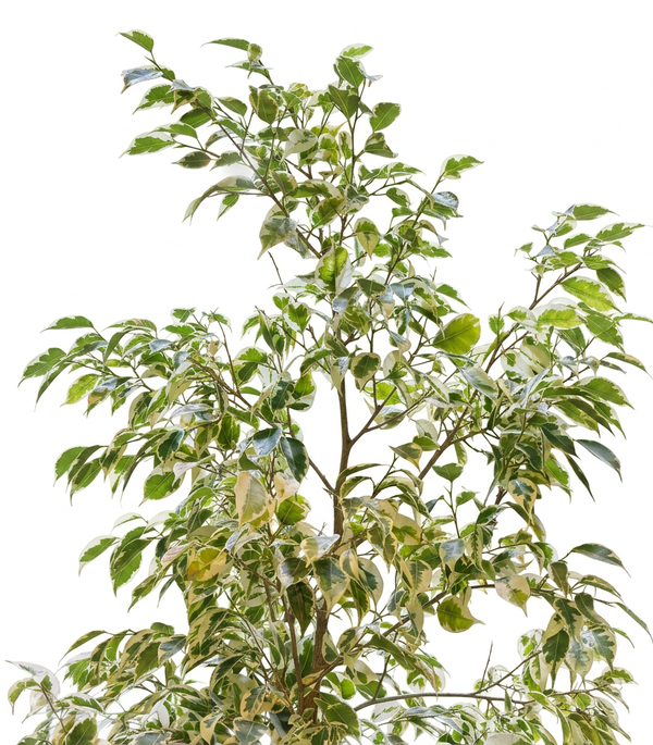 Ficus Benjamina Starlight-35 cms