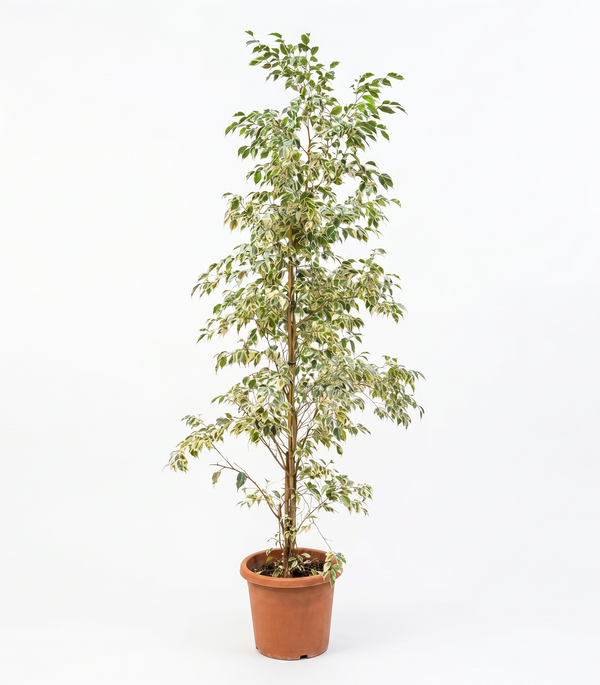 Ficus Benjamina Starlight-35 cms
