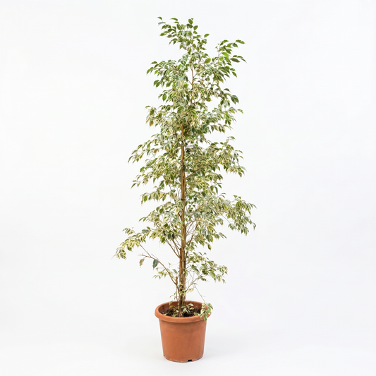 Ficus Benjamina Starlight-35 cms