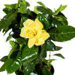 Gardenia Jasminoides diam 13 cms pots - 25 cms height