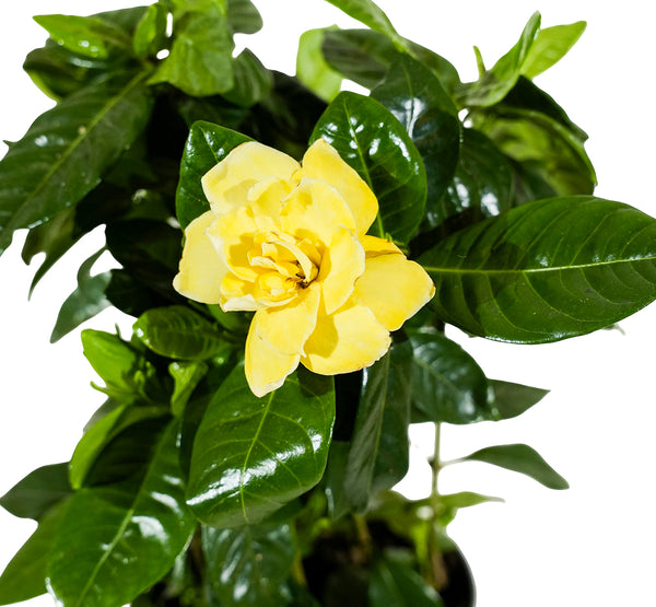 Gardenia Jasminoides diam 13 cms pots - 25 cms height