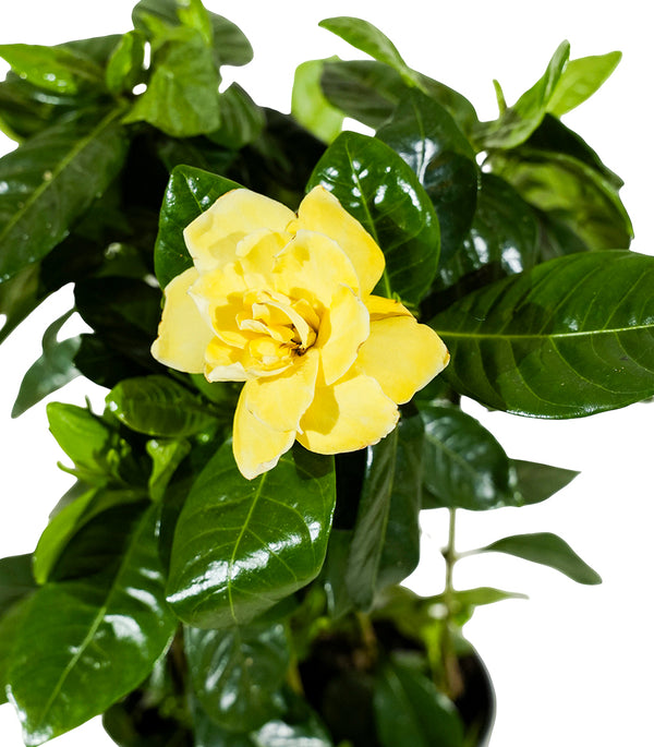 Gardenia Jasminoides diam 13 cms pots - 25 cms height