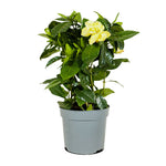 Gardenia Jasminoides diam 13 cms pots - 25 cms height