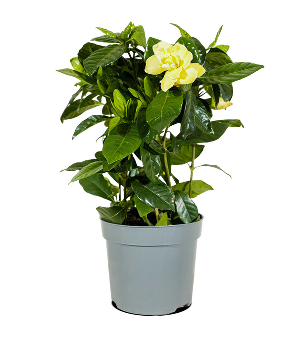 Gardenia Jasminoides diam 13 cms pots - 25 cms height