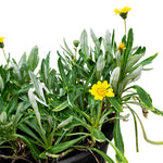 Gazania 8 cms pots - 10 cms height