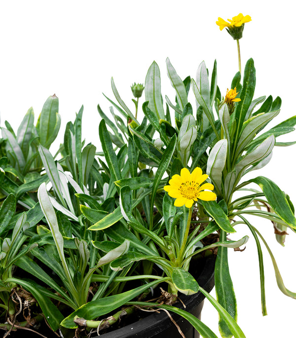 Gazania 8 cms pots - 10 cms height