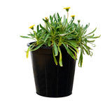 Gazania 8 cms pots - 10 cms height