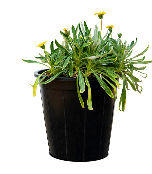 Gazania 8 cms pots - 10 cms height