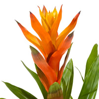 Guzmania 9 cm