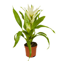 Guzmania 9 cm