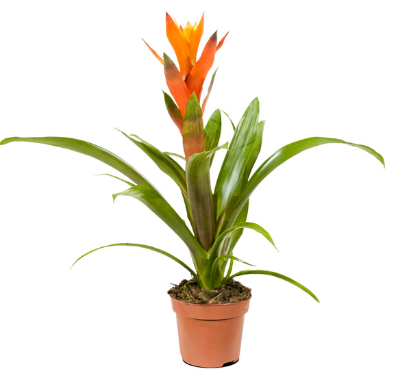 Guzmania 9 cm