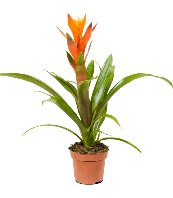 Guzmania 9 cm