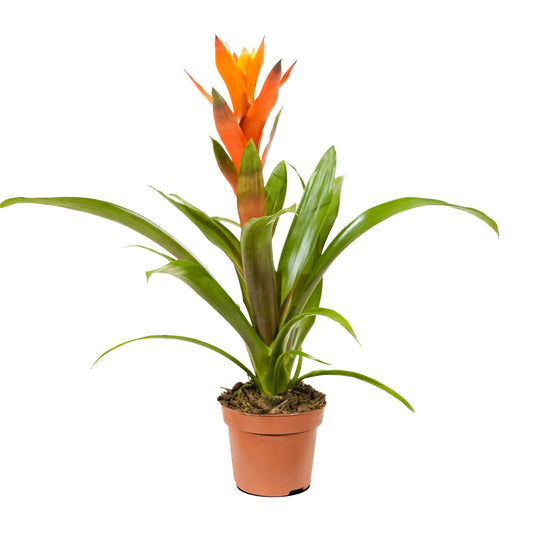 Guzmania 9 cm