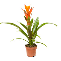 Guzmania 9 cm