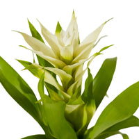 Guzmania 9 cm