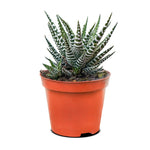 Haworthia fasciata big band  8 cms pots - 8 cms height