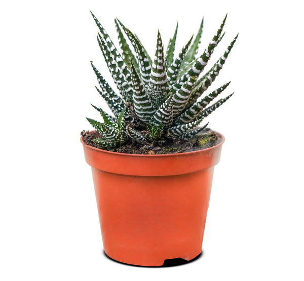 Haworthia fasciata big band  8 cms pots - 8 cms height