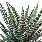 Haworthia fasciata big band  8 cms pots - 8 cms height