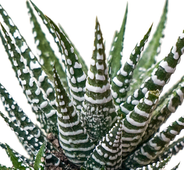 Haworthia fasciata big band  8 cms pots - 8 cms height
