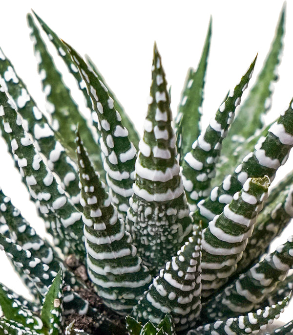 Haworthia fasciata big band  8 cms pots - 8 cms height