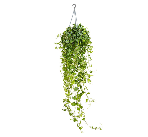 Hedera helix green 19 cm pots