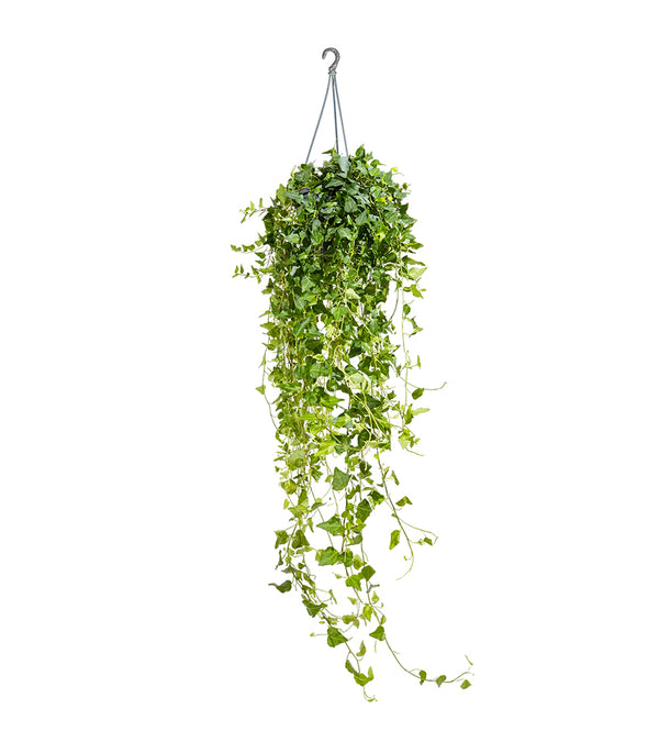 Hedera helix green 19 cm pots