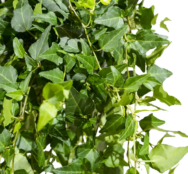 Hedera helix green 19 cm pots