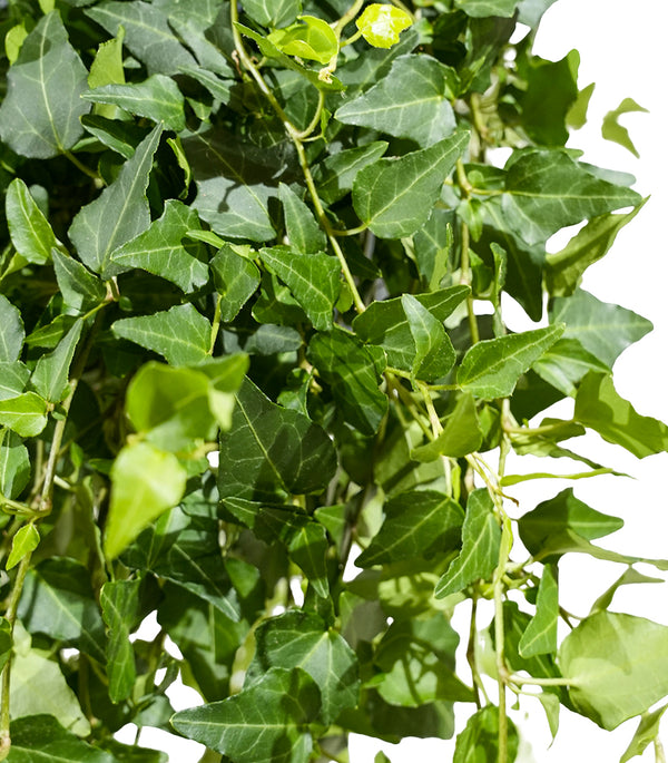 Hedera helix green 19 cm pots