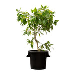 HIBISCUS TILIACEUS VARIEGATED