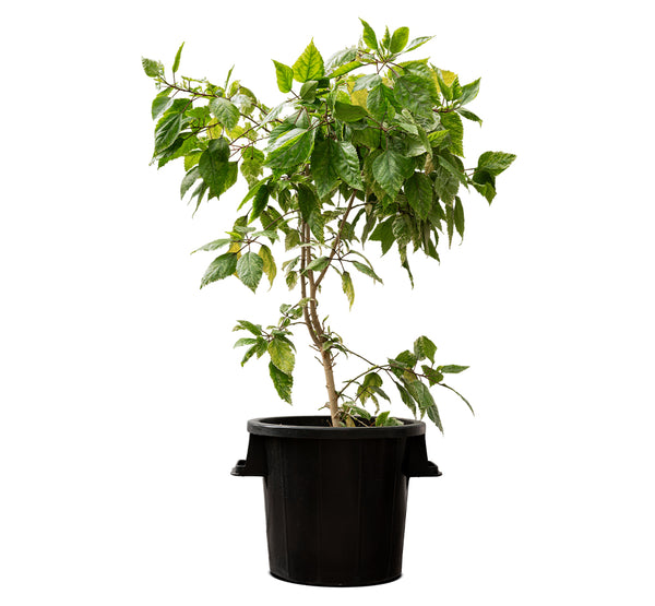 HIBISCUS TILIACEUS VARIEGATED