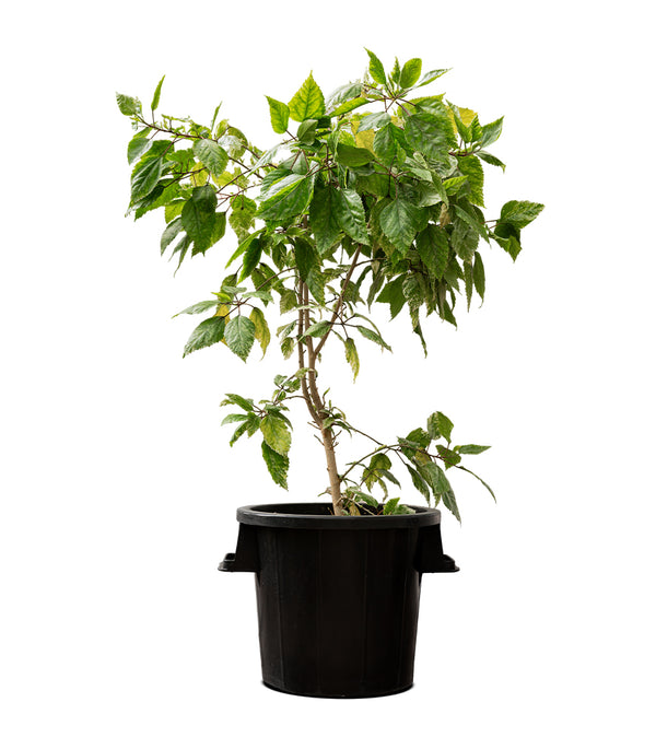 HIBISCUS TILIACEUS VARIEGATED