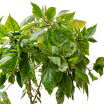 HIBISCUS TILIACEUS VARIEGATED