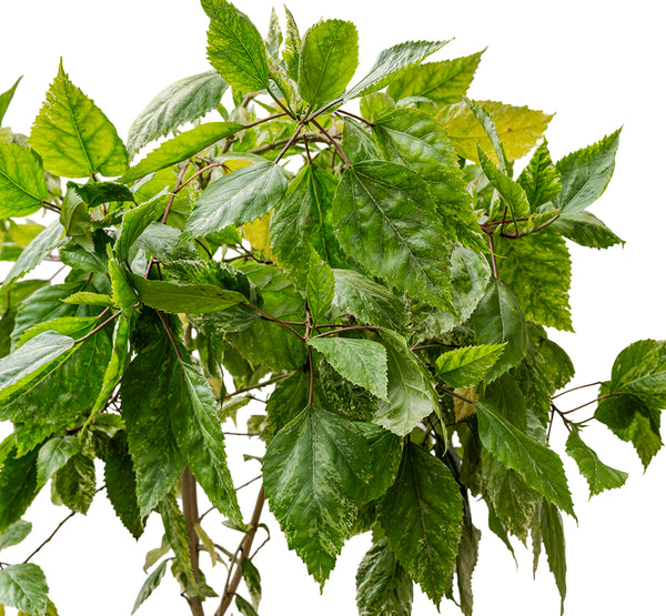 HIBISCUS TILIACEUS VARIEGATED