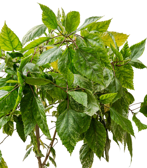 HIBISCUS TILIACEUS VARIEGATED