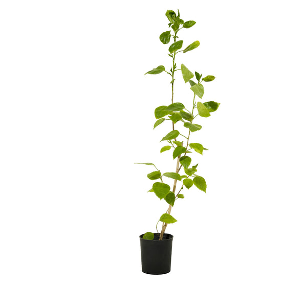 Hibiscus sinensis  25 cms pots - 60 cms height