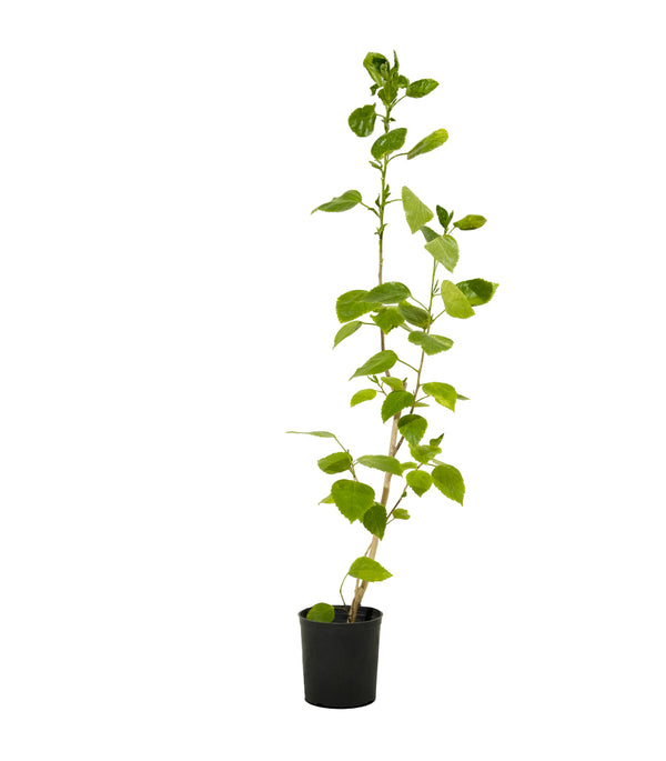 Hibiscus sinensis  25 cms pots - 60 cms height