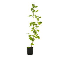 Hibiscus sinensis  25 cms pots - 60 cms height