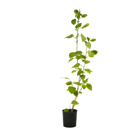 Hibiscus sinensis  25 cms pots - 60 cms height