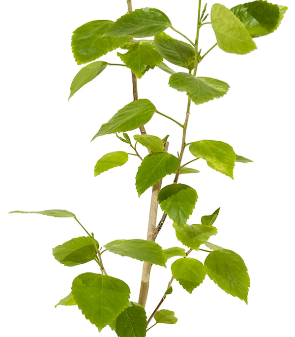 Hibiscus sinensis  25 cms pots - 60 cms height