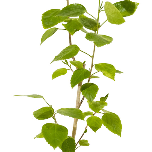 Hibiscus sinensis  25 cms pots - 60 cms height