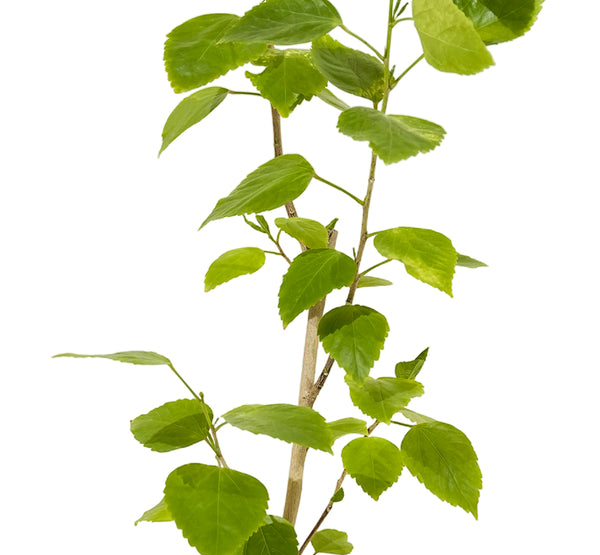 Hibiscus sinensis  25 cms pots - 60 cms height