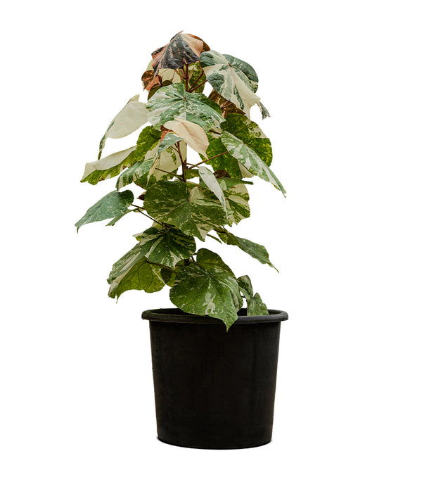 Hibiscus Tiliaceus