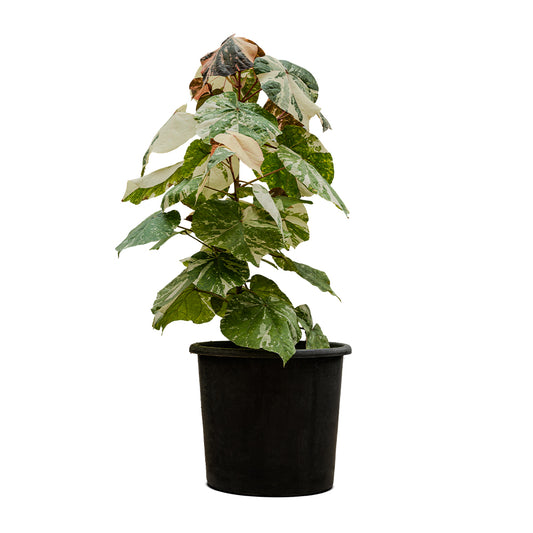 Hibiscus Tiliaceus