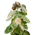 Hibiscus Tiliaceus