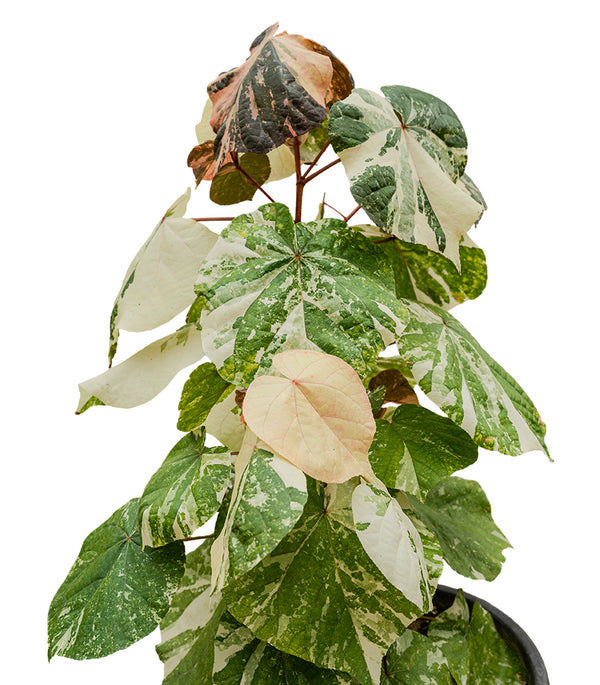 Hibiscus Tiliaceus