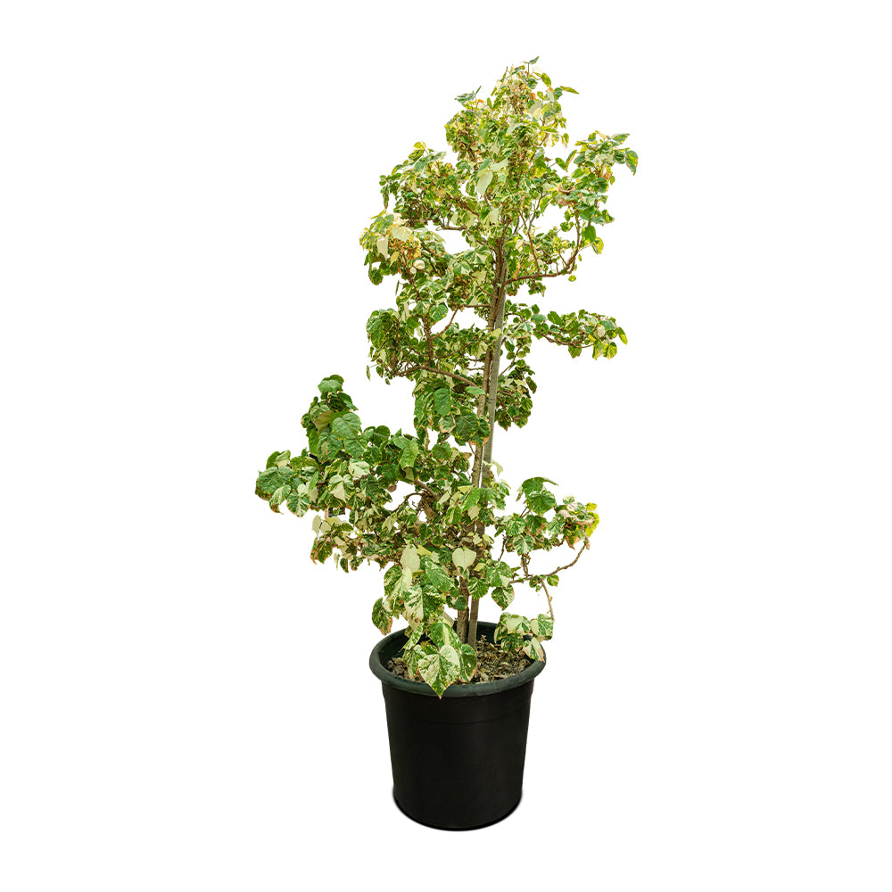 Hibiscus Telaceus