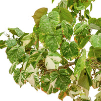 Hibiscus Telaceus