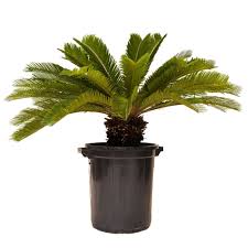 Cycass Revoluta-IM-Tree-W:0-S:50 cms-H:60 cms